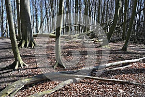 Jasmund National Park primeval forest during spring