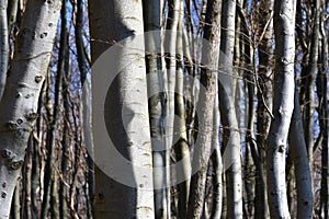 Jasmund National Park primeval forest at spring