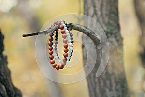 Jasper and agate bracelets hang on a tree branch in autumn forest, close-up.