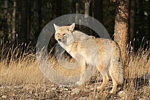 Jasper coyote photo