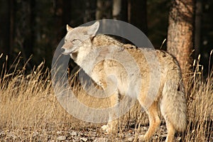 Jasper coyote