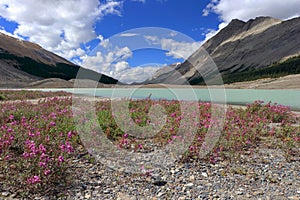 Jasper National Park, Canadian Rocky Mountains, Blooming Fireweed at Glacial Sunwapta Lake, Athabasca Glacier, Alberta, Canada