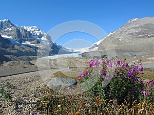 Jasper National Park, Icefields Parkway with Blooming Fireweed on Glacial Moraine near Athabasca Glacier, Alberta, Canada