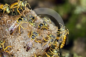 JataÃ­ bee colony macro photo - Bee Tetragonisca angustula
