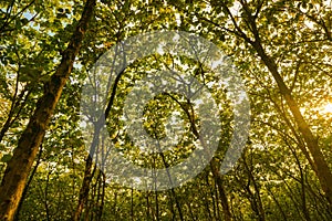 Jati tree leaf forest jungle with sunny sunrise sky in pekalongan centra java