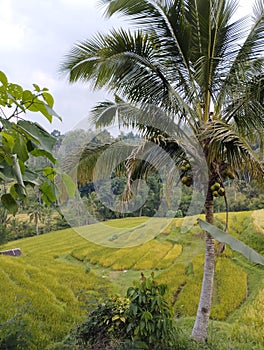 Jatiluwih 25 June 2023 : Coconut tree with Terraced rice fields as Background in Bali, Indonesia