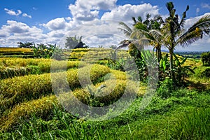 Jatiluwih paddy field rice terraces, Bali, Indonesia