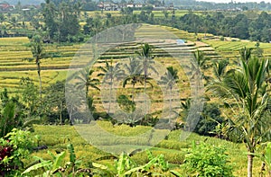 Jatiluwih rice fields, Bali, Indonesia
