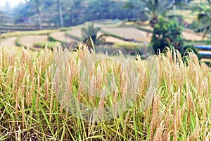 Jatiluwih rice fields, Bali, Indonesia