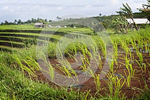 The Jatiluwih Rice Fields.