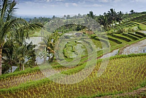 The Jatiluwih Rice Fields.
