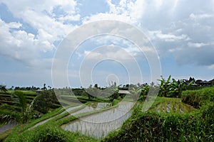 Jatiluwih Rice Terrace, Bali, Indonesia