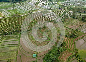 Jatiluwih Rice Terrace in Tabanan Regency, Bali, Indonesia