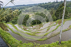 Jatiluwih Rice Terraces, Bali, Indonesia