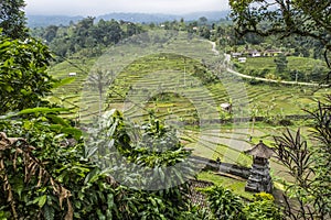 Jatiluwih Rice Terraces, Bali, Indonesia