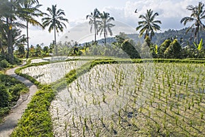 Jatiluwih Rice Terraces, Bali, Indonesia