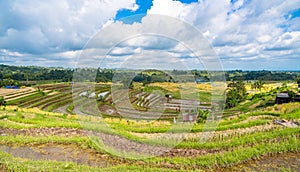 Jatiluwih Rice Terraces in Bali, Indonesia