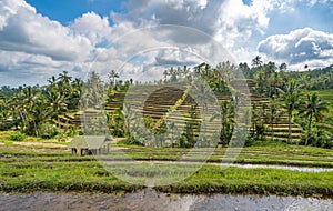 Jatiluwih Rice Terraces in Bali, Indonesia