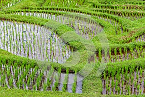 Jatiluwih rice terraces, Bali, Indonesia