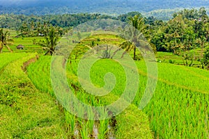 Jatiluwih rice terraces, Bali, Indonesia