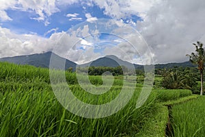 Jatiluwih Rice Terraces, Bali, Indonesia. Beautiful highland lan