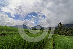 Jatiluwih Rice Terraces, Bali, Indonesia. Beautiful highland lan