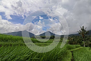 Jatiluwih Rice Terraces, Bali, Indonesia. Beautiful highland lan