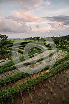 Jatiluwih rice terraces in Bali at sunrise, Indonesia