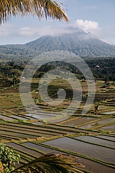 Jatiluwih rice terraces in Bali at sunrise, Indonesia