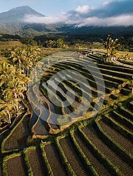 Jatiluwih rice terraces at sunrise in Bali, Indonesia