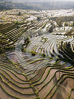 Jatiluwih rice terraces at sunrise in Bali, Indonesia