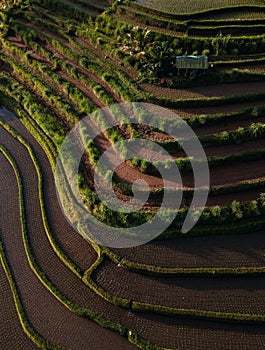 Jatiluwih rice terraces at sunrise in Bali, Indonesia