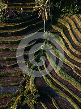 Jatiluwih rice terraces at sunrise in Bali, Indonesia