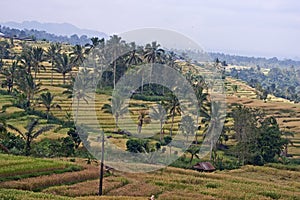 Jatiluwih Ricefields