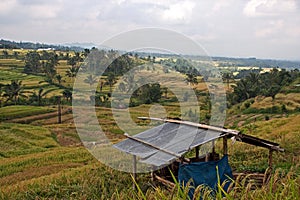 Jatiluwih Ricefields