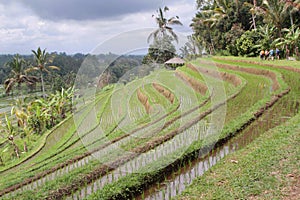 Jatiluwih ricefields terraces