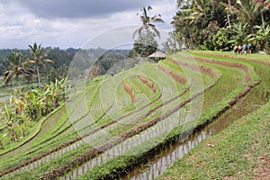 Jatiluwih ricefields terraces photo