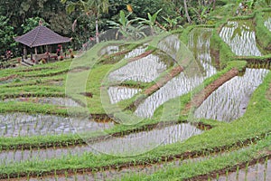 Jatiluwih ricefields photo