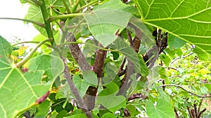 Jatropha branches and leaves