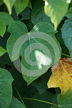 Jatropha curcas Also called jarak pagar, physic nut, Barbados nut, poison nut, bubble bush, purging nut leaves photo