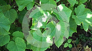 Jatropha curcas Also called jarak pagar, physic nut, Barbados nut, poison nut, bubble bush, purging nut leaves