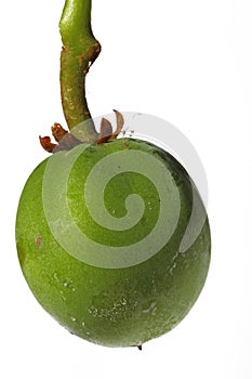 Jatropha Curcas Fruit