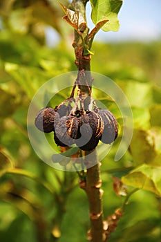 Jatropha Curcas Fruit