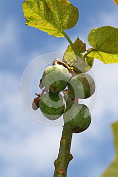 Jatropha Curcas Fruit