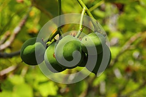 Jatropha Curcas Fruit
