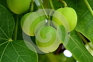 Jatropha curcas, Physic nut, Barbados nut