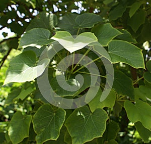 Jatropha curcas, Physic nut, Barbados nut photo