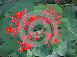 Jatropha flowers photo