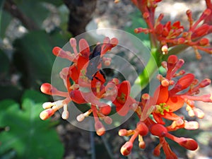 Jatropha flowers with insect photo