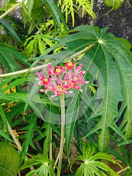 Jatropha flowers are red which appear amidst the lush green leaves.